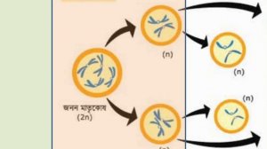 জীববিজ্ঞান ৩য় অধ্যায় - কোষ বিভাজন - ২য় পর্ব (শেষ পর্ব) #SBA