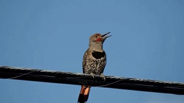 ПОЧЕМУ ПТИЦ НЕ БЬЁТ ТОКОМ НА ПРОВОДАХ смотреть онлайн