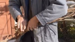 Виноград Заготовка и хранение виноградных черенков