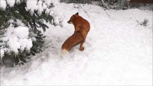 Лисье поздравление для позитивного настроения в Новый Год смотреть онлайн