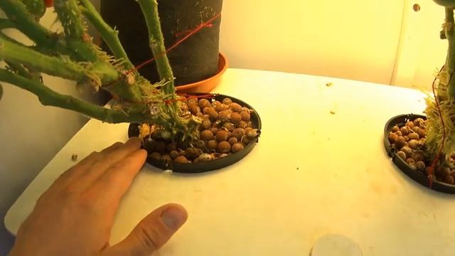 Гроубокс. Гроубокс своими руками. Профессиональный подход 2020. смотреть онлайн