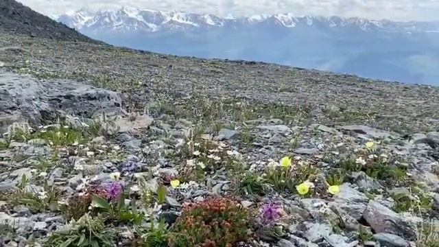 Цветы в горах Алтая. Акташский ретранслятор.