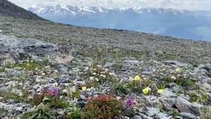 Цветы в горах Алтая. Акташский ретранслятор.