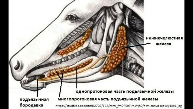 Видеозанятие 23 «Органы пищеварения (часть 2)»