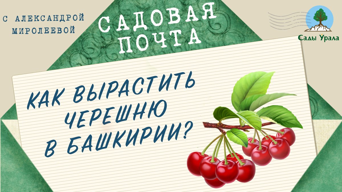 Садовая почта: Как вырастить черешню в Башкирии. Выпуск 17