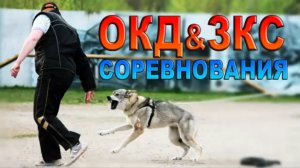 Соревнования с собаками по ОКД и ЗКС в Х-Легионе г. Долгопрудный ПОЛНЫЙ ВИДЕООТЧЕТ