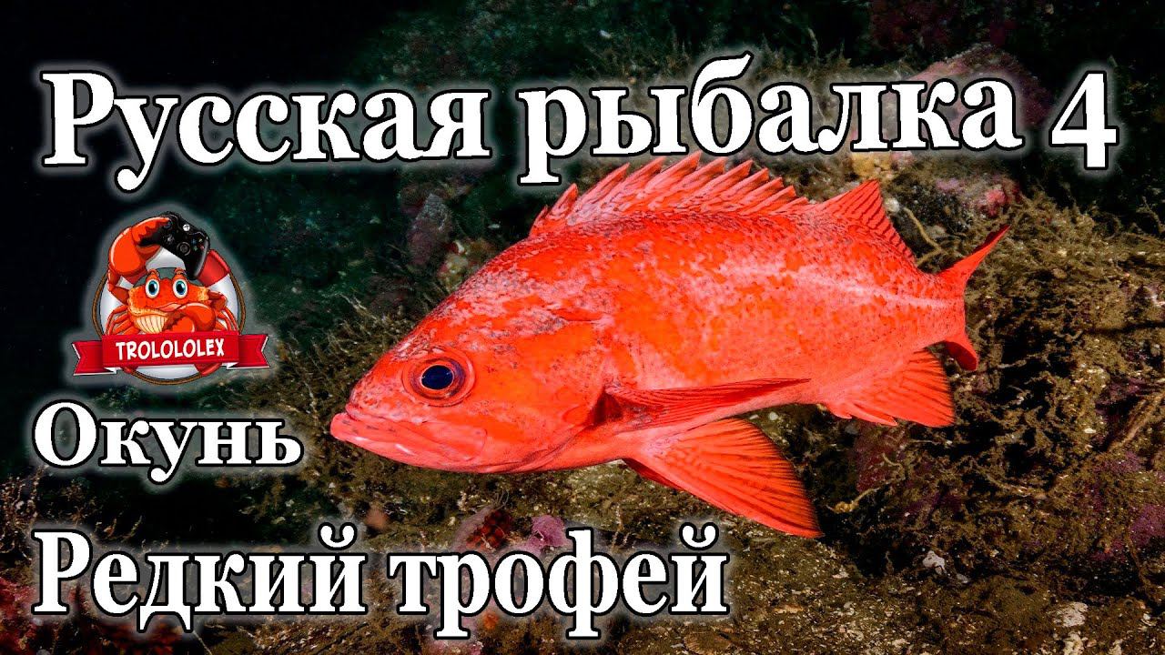 Русская рыбалка 4 Окунь морской золотистый редкий трофей