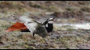 Камчатская трясогузка (Motacilla lugens) - Black-backed Wagtail