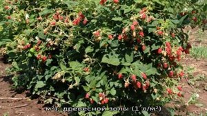 Руководство по пересадке малины осенью на новое место для начинающих садоводов