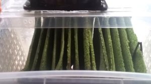 Увлажнитель очиститель воздуха своими руками