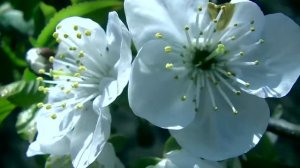 ВИДЕОФОН ФУТАЖ ЦВЕТЁТ ВИШНЯ  БЕЗ МУЗЫКИ !!!! ДЛЯ ВИДЕОМОНТАЖА БЕСПЛАТНО !!