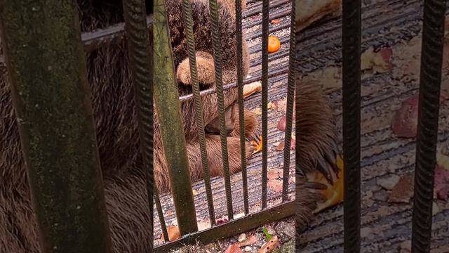 Ювелирное извлечение долек мандарина Мишкой.