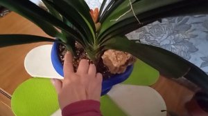 Кливии с застрявшими цветоносами, ищу причины ?