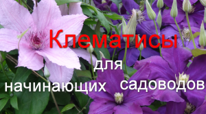 Клематисы для начинающих садоводов.