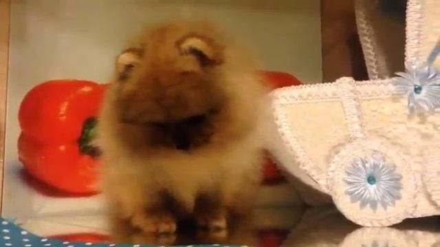 Девочка Пом шпица на продажу смотреть онлайн