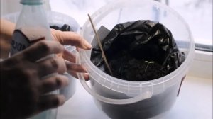 Попытка вырастить томат-дерево спрут (эксперимент часть 2)   выпуск 7