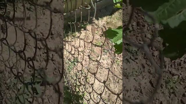 Восстановление куста после градобоя. #виноград #град # обработкавинограда