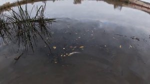 Ловля Щуки на Москва реке _ Shimano TwinPower.