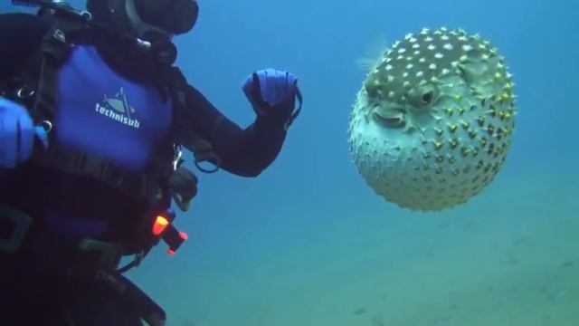 Рыба шар смотреть онлайн