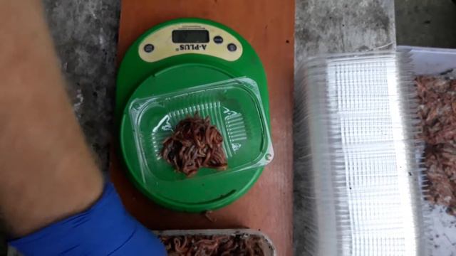 каліфорнійські хробаки для рибалок смотреть онлайн