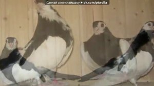 про голубей!!!.mp4