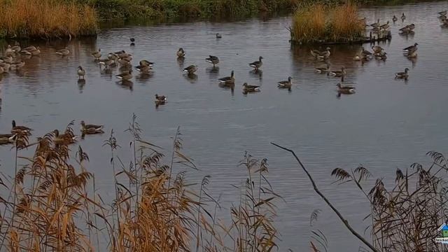 Альфен-ан-ден-Рейн. Нидерланды. Alphen aan den Rijn, the Netherlands. смотреть онлайн