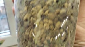 Строманта триколор после пересадки в лечузу