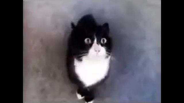 Говорящий Кот собравший миллионы просмотров смотреть онлайн