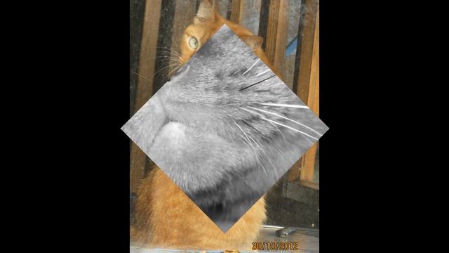 happy birthday кот смотреть онлайн