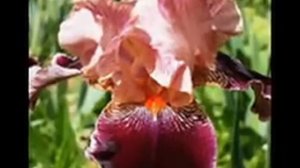 В  КОРОЛЁВ ПЬЯНАЯ ВИШНЯ