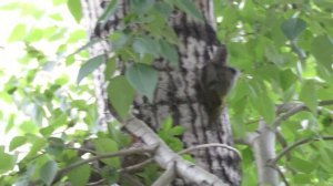 Серый(седой)дятел(Кемерово)