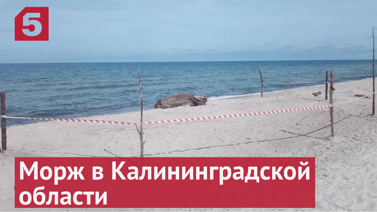 На Куршской косе в Калининградской области впервые обнаружили моржа