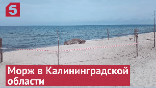 На Куршской косе в Калининградской области впервые обнаружили моржа