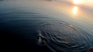 Рыбалка в Пермском крае. Ловля жереха. Ловля судака.