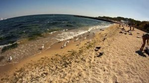 Чайки море лето пляж