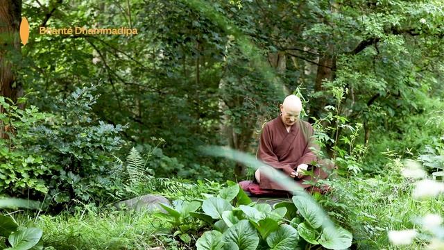 Souhvězdí Buddhy | Bhanté Dhammadípa смотреть онлайн