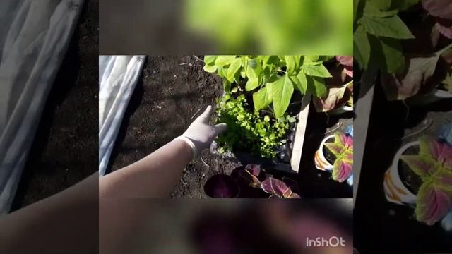 4 мая. Высаживаю в кашпо колеусы. смотреть онлайн