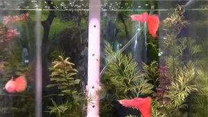 Гуппи Красный дракон альбинос