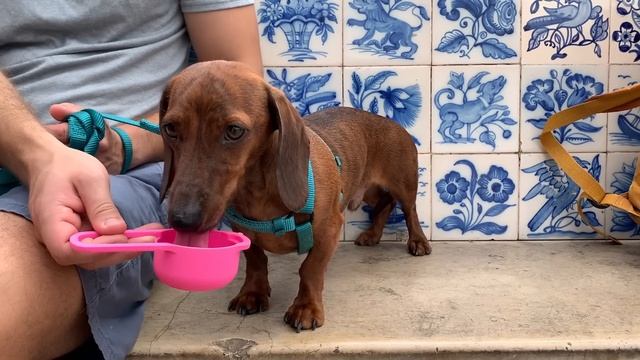 Mini dachshund explores Lisbon смотреть онлайн