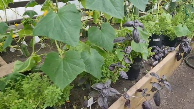 Почему с огурцом выращивают базилик. Школа продвинутого садовода