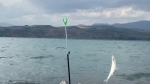 Рыбалка на ЧАРВАКСКОМ ВОДОХРАНИЛИЩЕ