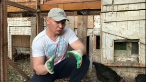 Куры Доминанты.Заведу ли   еще раз ?