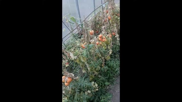 Делаем зимнюю теплицу. Утепление теплицы.