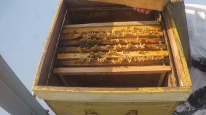 Зимовка пчел в лютые морозы Пчеловодство зимой