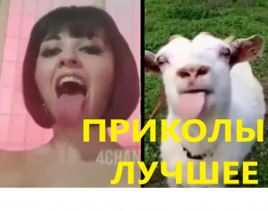 ЭТО ЛУЧШИЕ ПРИКОЛЫ. Попробуй не засмеяться