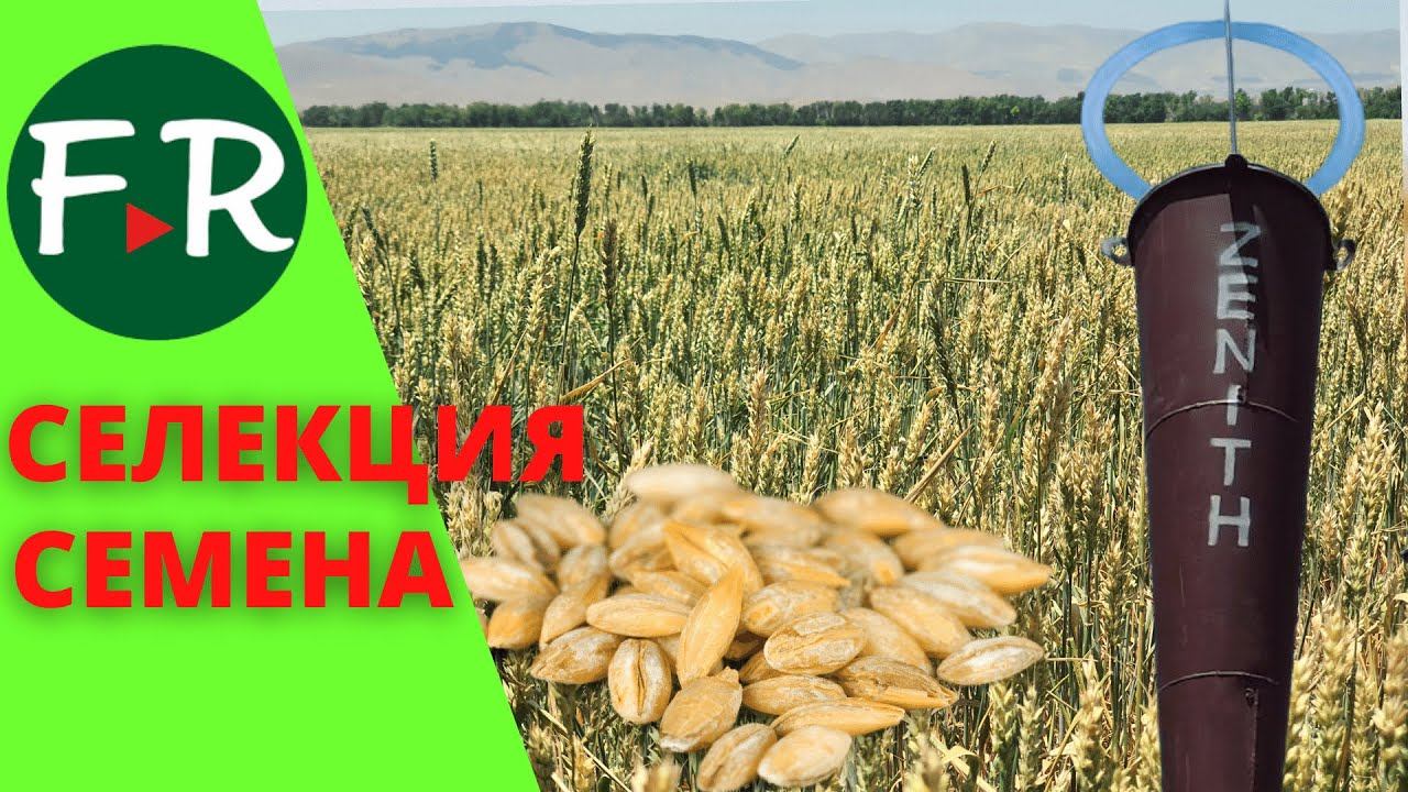 Пшеница, ячмень, масличные культуры. Районированные сорта. Гюмрийская селекционная станция. Армения