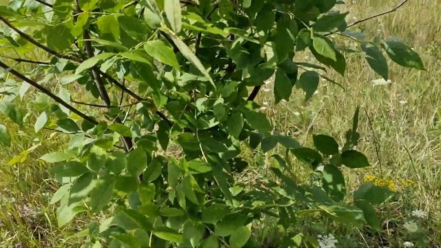 Как подготовить участок под посадку клубники? Воронеж смотреть онлайн