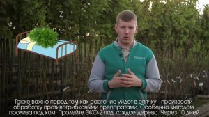 Уход за лиственными деревьями осенью