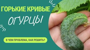 Огурцы не вяжутся, кривые, горькие? - ПРОБЛЕМА В ЭТОМ! Как решить?