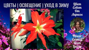 КОМНАТНЫЕ ЦВЕТЫ | ОСВЕЩЕНИЕ И УХОД В ЗИМУ 05.10.2019